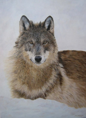 Female wolf