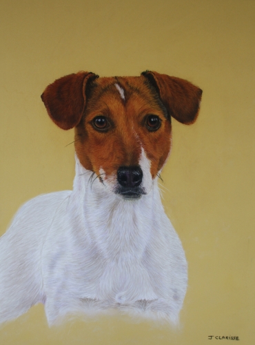 Jack Russell terrier