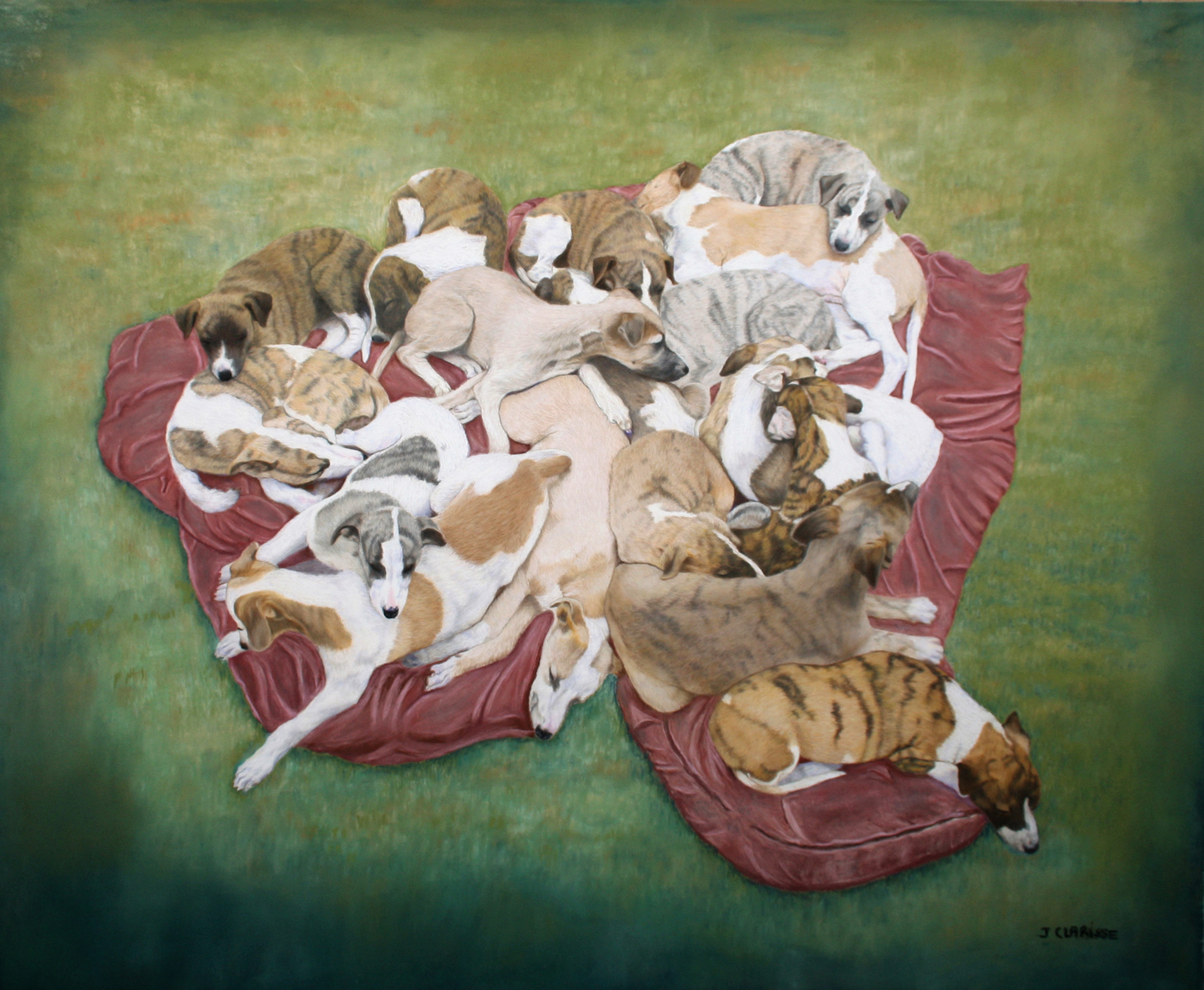 17 chiots whippet