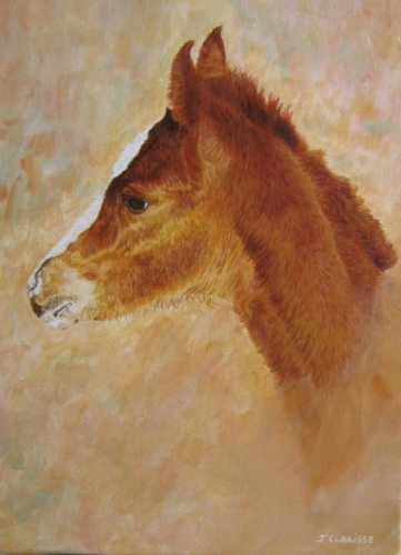Portrait of a foal