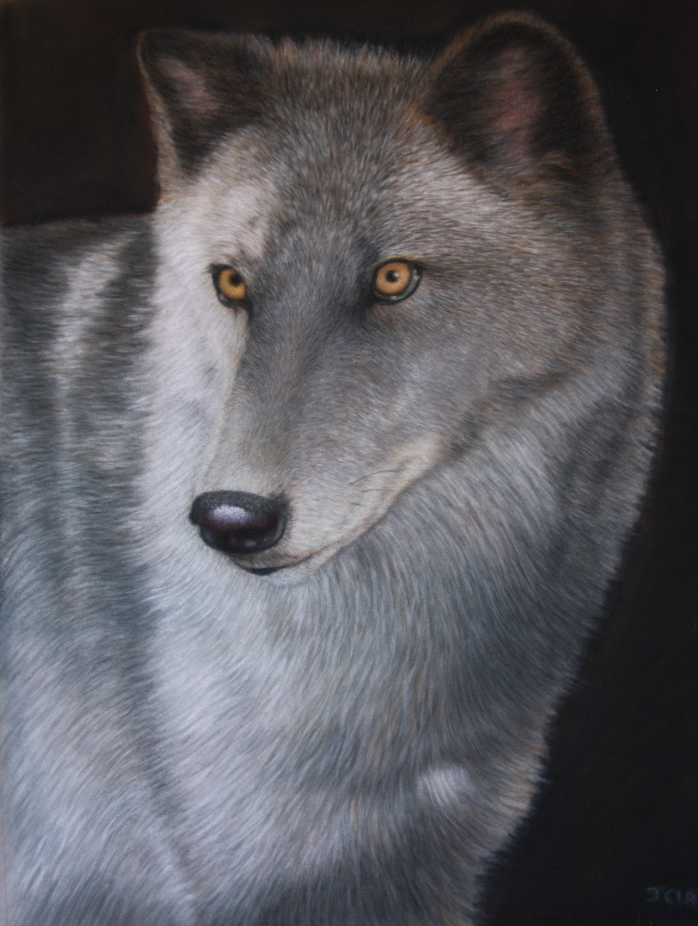 McKenzie wolf