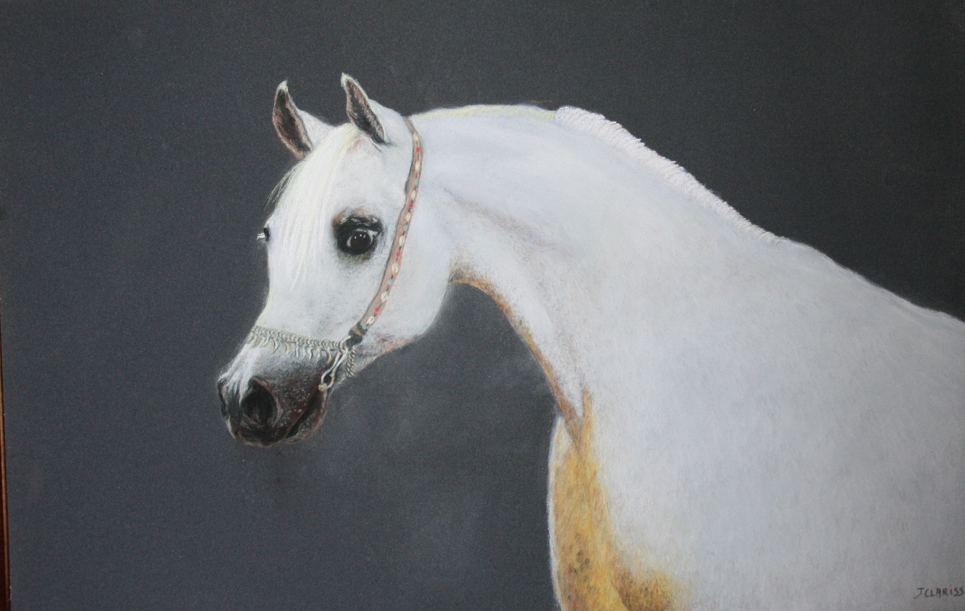Arabian Horse