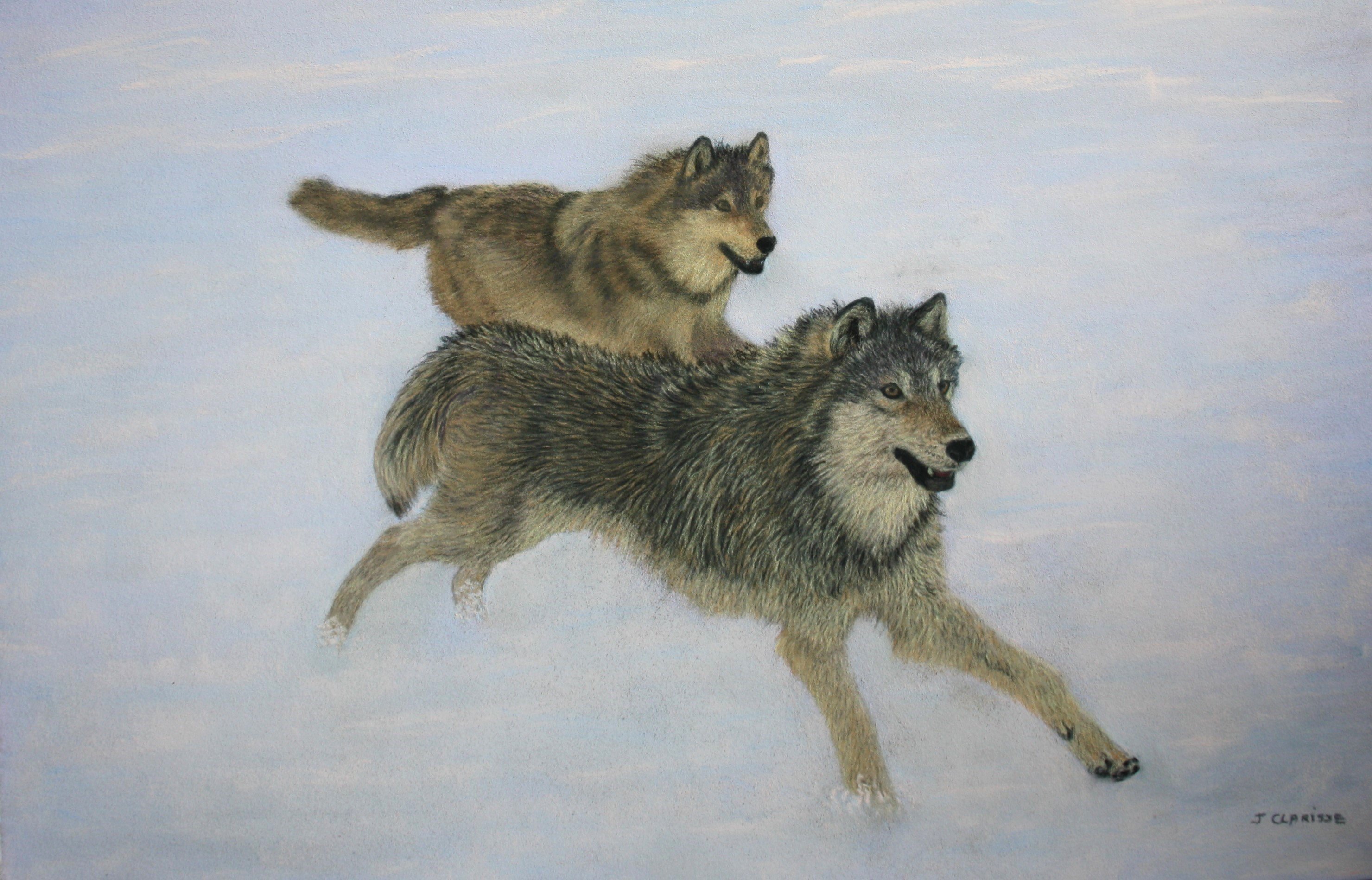 Loups