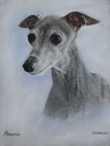 Aramis, italian greyhound