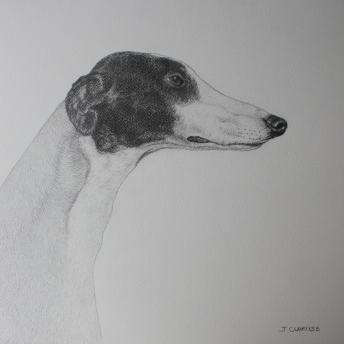 Portrait de Greyhound