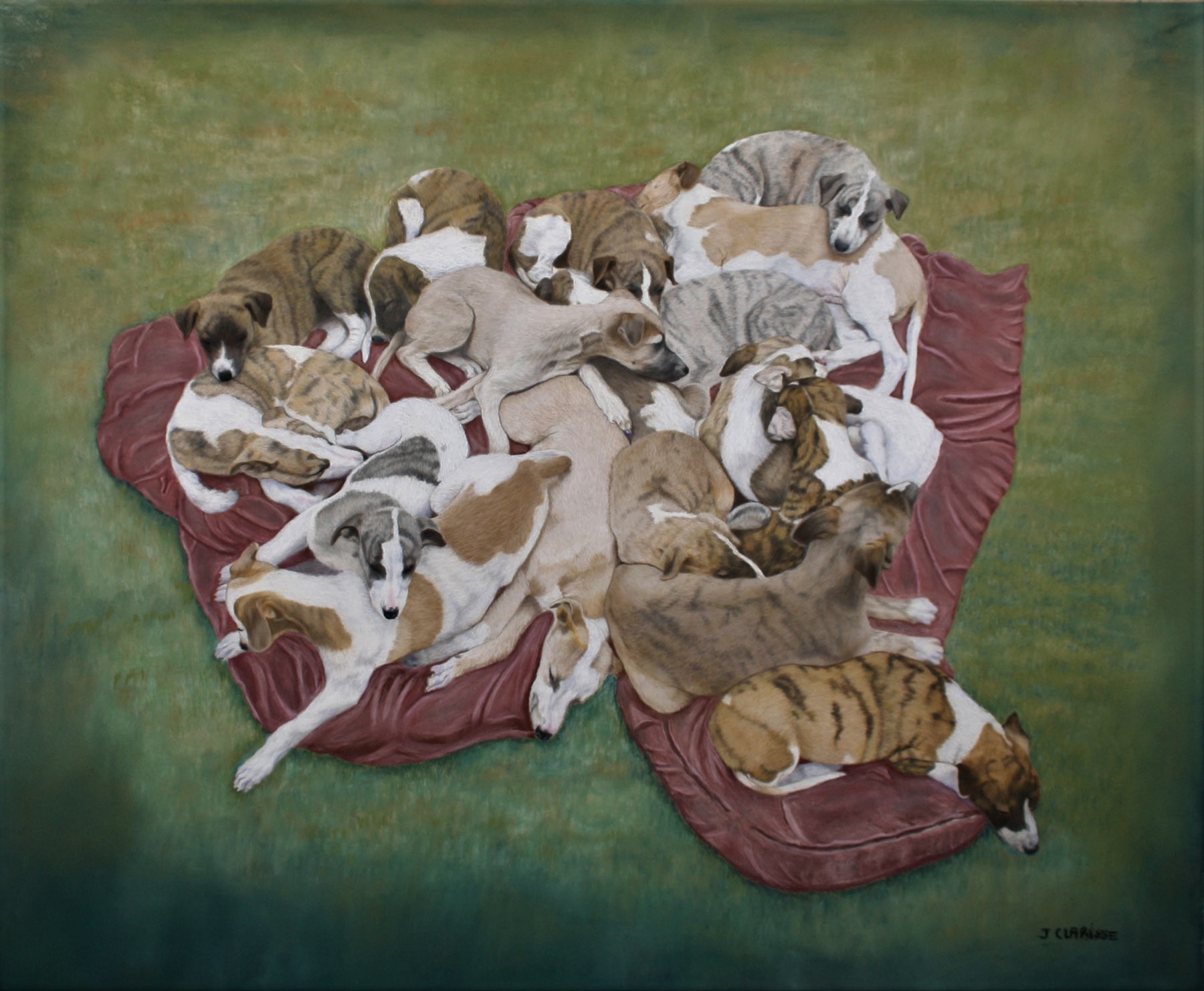 17 whippets puppies